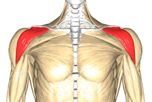 muscoli deltoidi